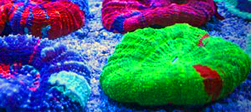 reefstock-header1