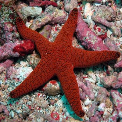 Linckia Sea Star, Red (Linckia laevigata) – Reefstock Online